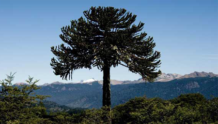 Araucaria: Desarrolla la voluntad