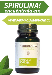 Spirulina_latera