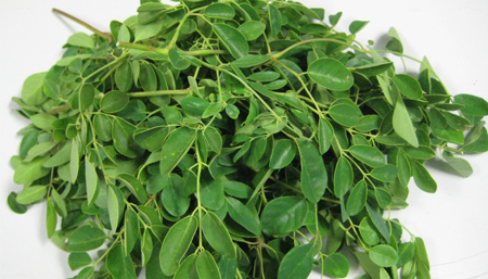 Propiedades de la Moringa