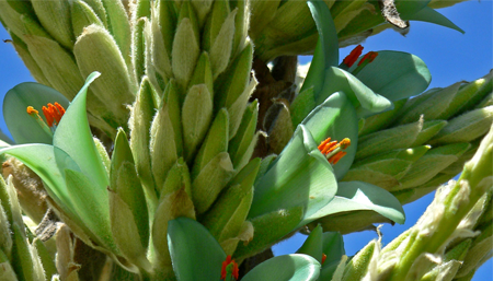 El Chagual: Una planta curativa