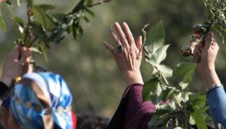 Plantas usadas por la medicina mapuche