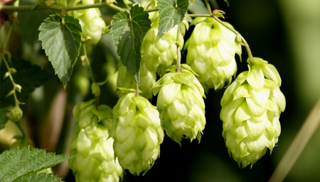 Humulus Lupulus / kumelen