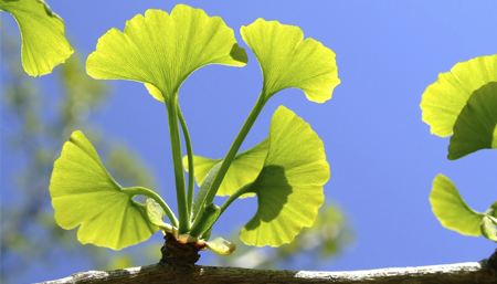 Propiedades del Ginkgo Biloba